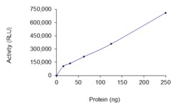 Sino Biological&nbsp;Recombinant Human NRAS Protein (AVI & His Tag), Active, Biotinylated
